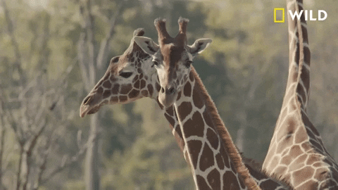 GIF by Nat Geo Wild 