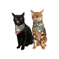 Beauty And The Beast Cats Sticker by Geekster Pets