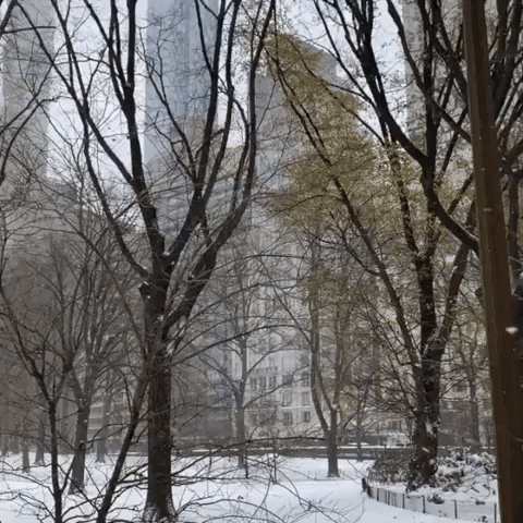 Nor'easter Blankets Central Park in 10 Inches of Snow