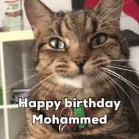 Cat GIF