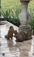 Squirrel and Statue Become 'Rainy Day Friends'