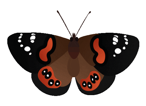 Sticker by iNaturalist NZ — Mātaki Taiao