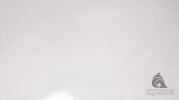 Lizard Cute Animals GIF by Living Planet Aquarium
