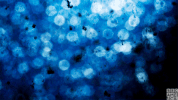 blue planet snow GIF by BBC America