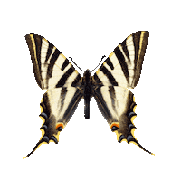 Butterfly Paz Sticker