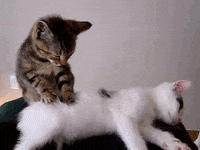 cat keep GIF