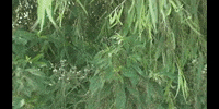 Education Biology GIF by DIIMSA Stock