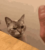 animalepetshop  GIF