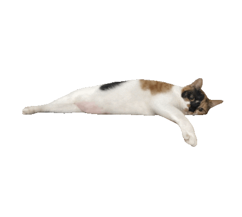 Sleepy Tea Sticker