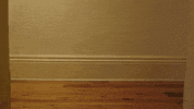 skateboarding animal GIF by Internet Cat Video Festival
