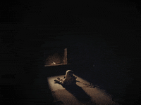 The Purge GIF by The Forever Purge