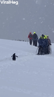 Penguin Decides to Join Expedition