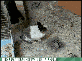 cat chasing GIF by Cheezburger