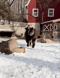 Highland Cow Running GIF by John Ball Zoo