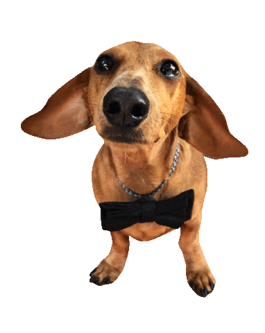 dachshund doxie Sticker by beangoods