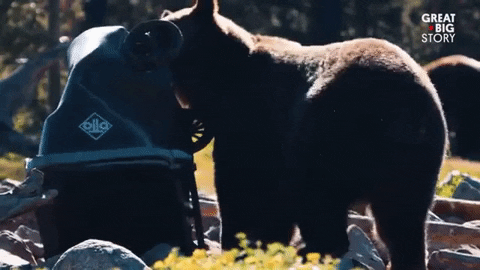 No Way Whatever GIF by Great Big Story