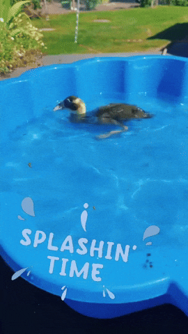Summer Water GIF