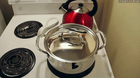 cat pot GIF