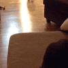 Dog Oops GIF