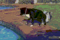 dogs helping GIF