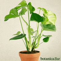 Happy Dance GIF by botanica.Bar