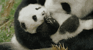 Snow Leopard Monkey GIF by Disney