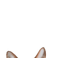 cat kitty Sticker by lauryncakes