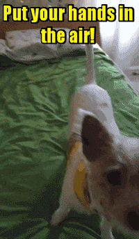 biscuit GIF