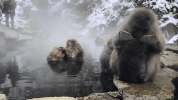symphony for our world GIF by Nat Geo Wild 