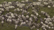 symphony for our world GIF by Nat Geo Wild 