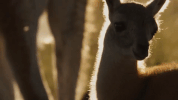 symphony for our world GIF by Nat Geo Wild 
