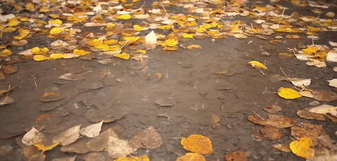 fall leaves GIF by Jerology