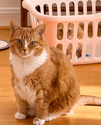 Livinwithmb mb pood livinwithmb biggirlpood GIF