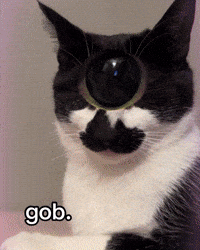Cat Meow GIF