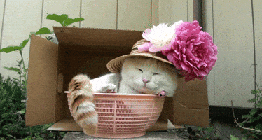 Cat GIF