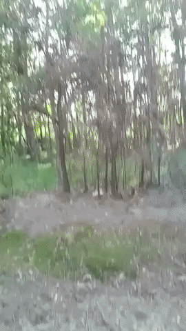 That's No Branch: Louisiana Farmer Spots Snake as It Moves Through Trees