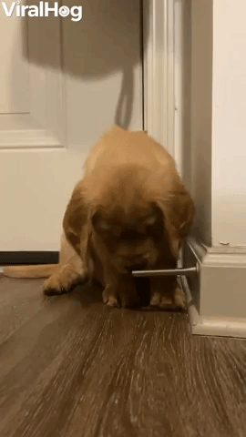 Playful Puppy Fascinated by Doorstop