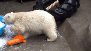 Polar Bear Cub Has a Blast Playing With Ice Cubes