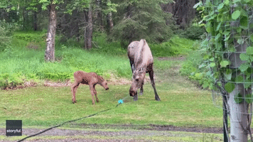Moose and Calf Cool Down Next to Sprinkler