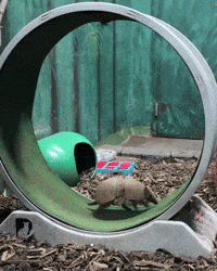 Exercise Running GIF by Valley Zoo Development Society