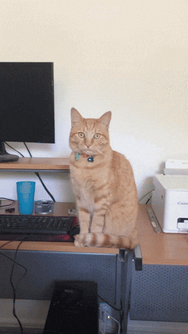 Cat GIF