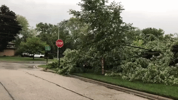 Tree Downed After Severe Weather in Arlington Heights, Illinois