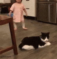 cat discover GIF