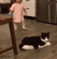 cat discover GIF