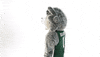Suny Binghamton GIF by Binghamton University
