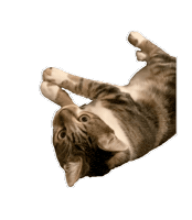 Interested Cat Sticker