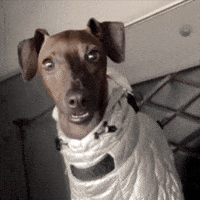 JangDaeHyeon italian greyhound 반달이 아이쥐 이탈리안그레이하운드 GIF