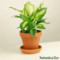 botanicabar_ fun party dancing plants GIF