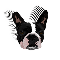 je_sappelle_patrick dog doggo patrick boston Sticker