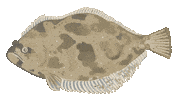 Ocean Fish Sticker
